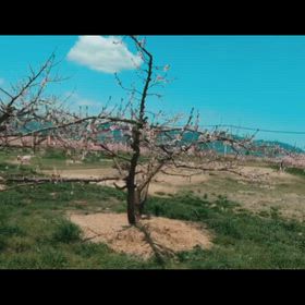 3月も終わる…の画像