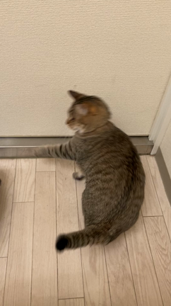 まーにゃん&猫大好きワンちゃん★の記事動画