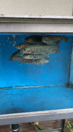 ゴギの記事動画