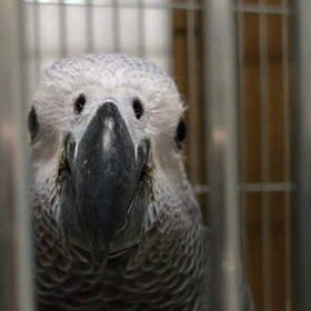 ヨウムはかわいいの画像