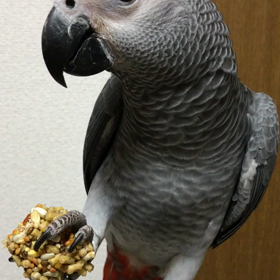 もぐもぐヨウムと同居人の悩みの画像