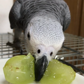 ヨウムとマスカットの画像