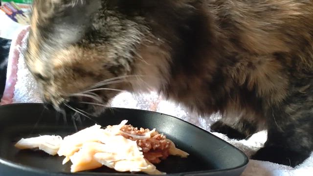 早めの夕飯（猫）の記事動画