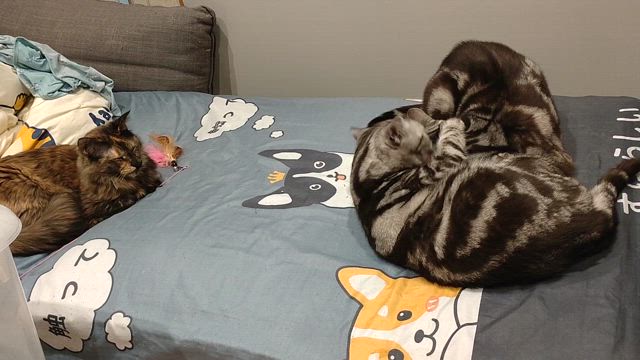のんびりの記事動画