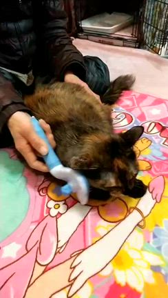 おはようございますの記事動画