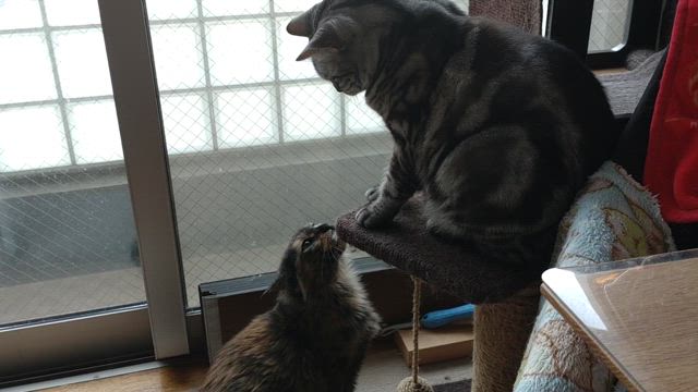 おらつきかみつき猫の記事動画