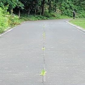 インラインスキークラブのホームコースの画像