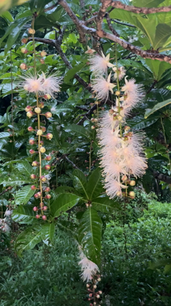 【神秘の花「サガリバナ」】花が落ちる瞬間をとらえました！の記事動画