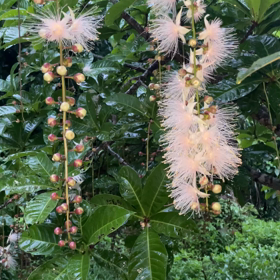 【神秘の花「サガリバナ」】花が落ちる瞬間をとらえました！の画像
