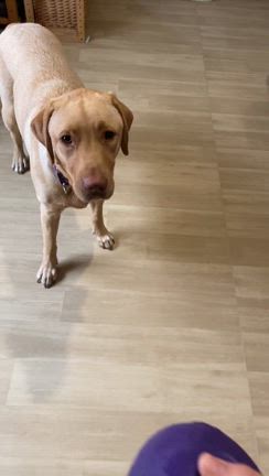失敗だらけのリフォーム後の家⑤やってよかった大型犬用の床の記事動画