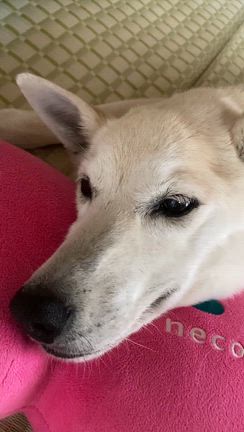 シニア犬と暮らすということ：その後➀の記事動画