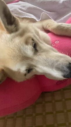 シニア犬と暮らすということ：突発性前庭症候群？の記事動画
