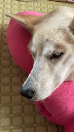 シニア犬と暮らすということ：その後➀の記事動画