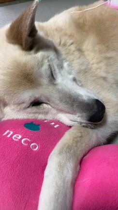 シニア犬と暮らすということ：その後➀の記事動画
