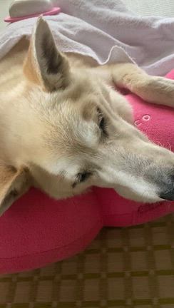 シニア犬と暮らすということ：その後➀の記事動画