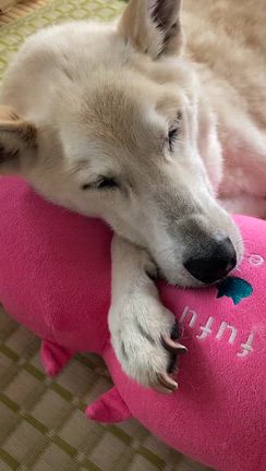 シニア犬と暮らすということ：その後➀の記事動画