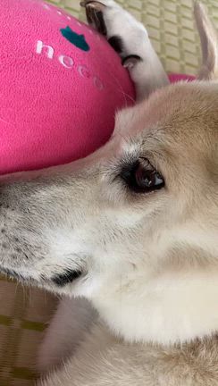 シニア犬と暮らすということ：その後➀の記事動画