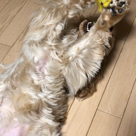 仰向けの画像