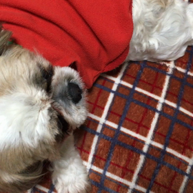 今日は愛犬の日の画像