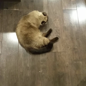 くるみ・こむぎのボール遊び♪の画像