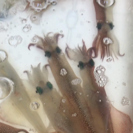 泳げよっちゃんイカの記事動画