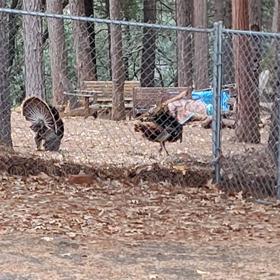 七面鳥のおでましの画像