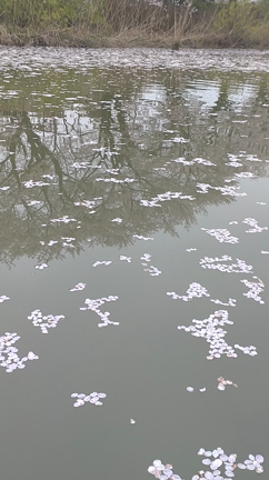 花いかだレポート　旧大聖寺川長流亭の記事動画
