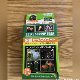 水槽日記 ブラインシュリンプにチャレンジしたよの画像