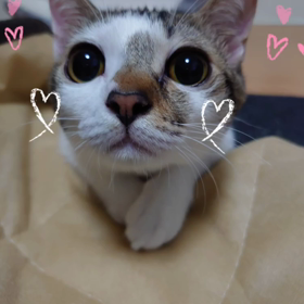 えぇーんの画像