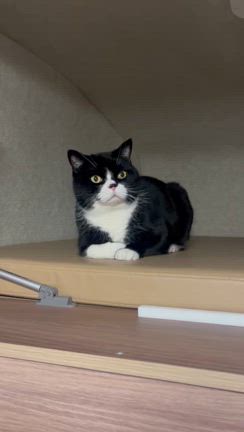 明けましておめでとうございます✨の記事動画