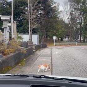猫さん遭遇の画像
