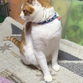 うめあわせ？の画像
