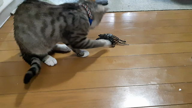 クロガシラとトゲグリガニ♪の記事動画