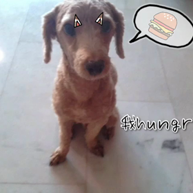 バカ犬の画像