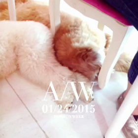 犬達のvideoの画像