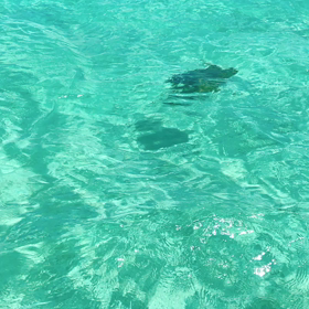 海亀の画像