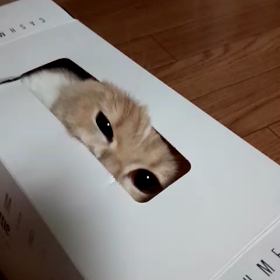 ぶさいくだよ！(笑)うりちゃん！の画像