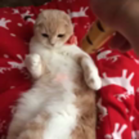 スマホから動画のせれるんだ！の画像