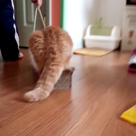 爪とぎドライブ2の画像