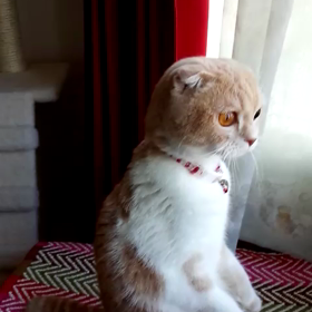 うりパパをお見送り・動画編の画像