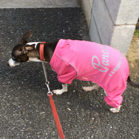 今朝の散歩の画像