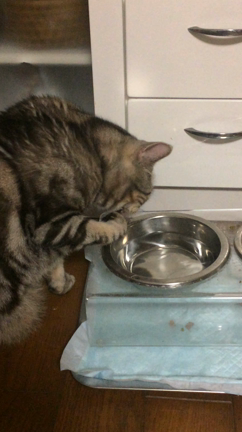 実家の猫の記事動画