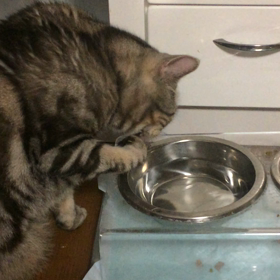 実家の猫の画像