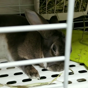 ウリウリの寝顔(動画)の画像