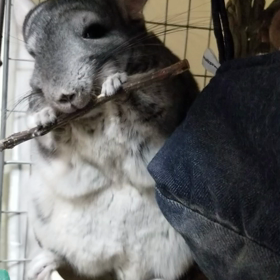 おっとっとの画像