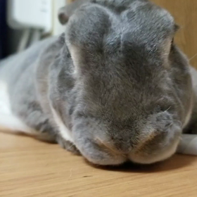 うさぎに見えない動画の画像