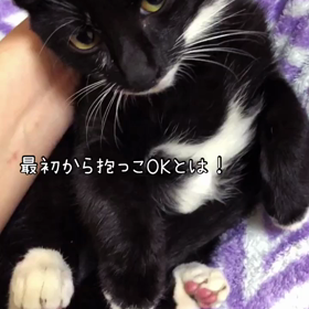 うちの保護っ子　　いちご編の画像