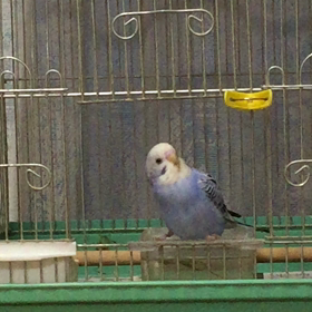 京おねえちゃーん(*´ω`*)の画像