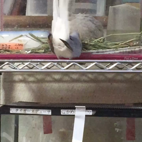 ハトさんのぽーぽー(＊´ｖ｀)♪の画像