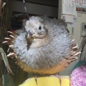 ポンちゃん少し不調です(´･_･`)の画像